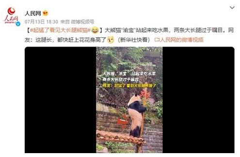 熊猫渝宝站立吃水果，大长腿引发网友热议：超越花花身高？