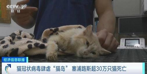 猫冠状病毒蔓延“猫岛”致死率近90%，超30万只猫丧生惋惜