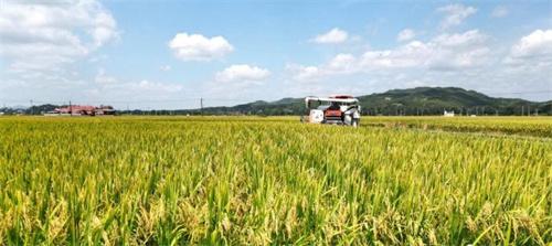 福建长汀远丰优质稻生产基地丰收，水土流失治理成果显著