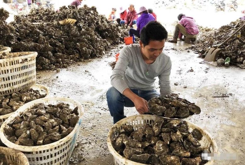 深圳玉海湾沙滩掀起海鲜热潮：台风