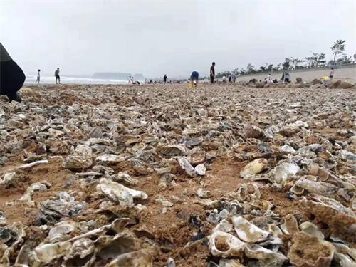 台风天深圳一海滩出现大量海鲜 生蚝成因不明 不要食用