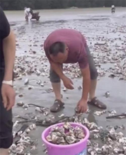 台风前玉海湾沙滩涌现大量海鲜，引村民捡拾，当局呼吁避免危险行为