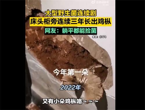 云南文山神奇景象：三年连续在床头长鸡枞！村民分享奇观引网友羡慕与警醒