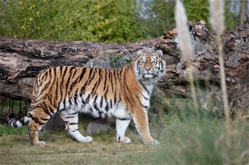 游客逛动物园发现老虎在水里避暑 老虎是否怕热