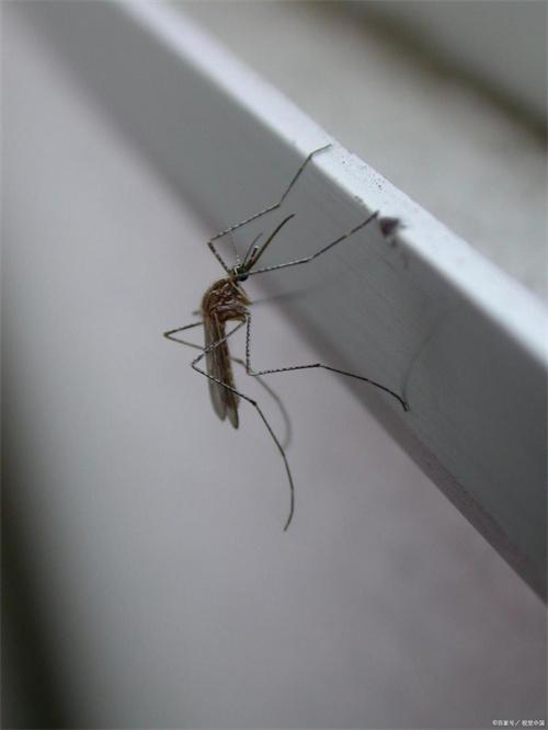 蚊子为什么还不死绝？这里有一些好消息和坏消息