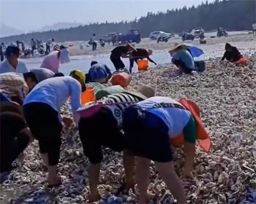 台风送来大量生蚝海鲜 市民拎麻袋装海鲜