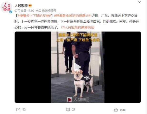 搜爆犬值班乐不可支！上下班交接瞬间逗乐众人