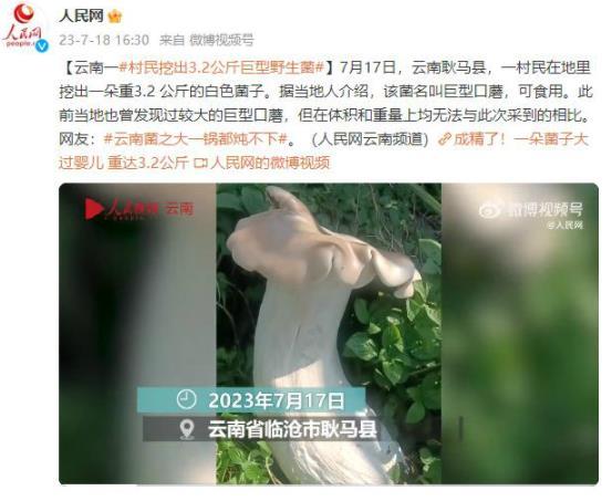 云南耿马县惊现3.2公斤巨型口蘑，网友调侃：一锅炖不下！