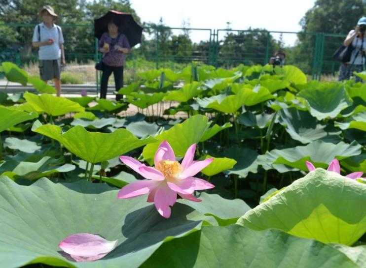 百岁古莲：国家植物园专家妙手回春，圆明园幸存的珍贵遗产绽放芬芳