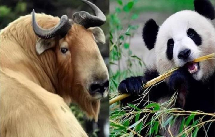 凝视奇观！珍贵画面见证秦岭野生大熊猫与羚牛激烈“对峙”