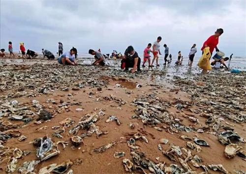 台风送来“生蚝滩”市民成桶往家扛 台风带来怎样影响