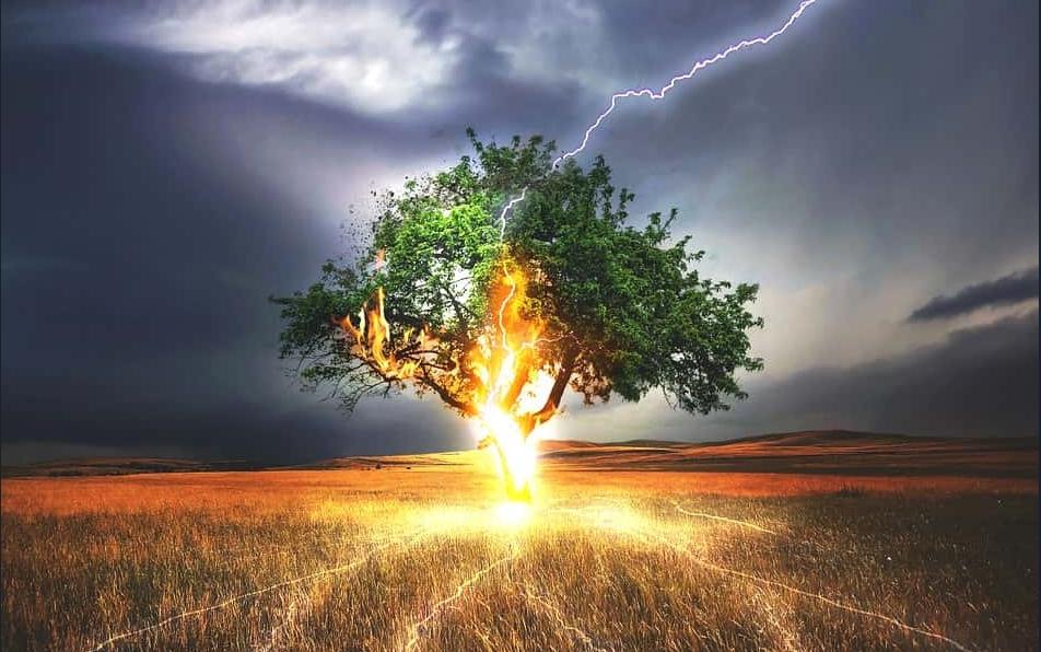 神奇一刻：一棵树竟被雷电连续劈击13次！