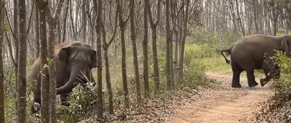 亚洲象成“特工队”：草丛中的警示和毒品揭秘