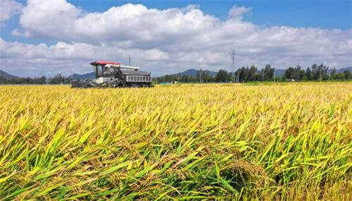 国家统计局全国早稻总产量比去年增21.5万吨 早稻产量略增