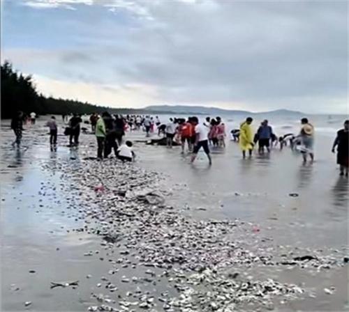 台风苏拉过境广东海滩现大量海鲜 成群结队捡海鲜