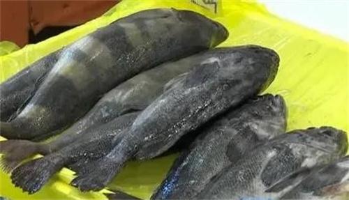 韩国石斑鱼大量死亡 给渔业带来怎样损失