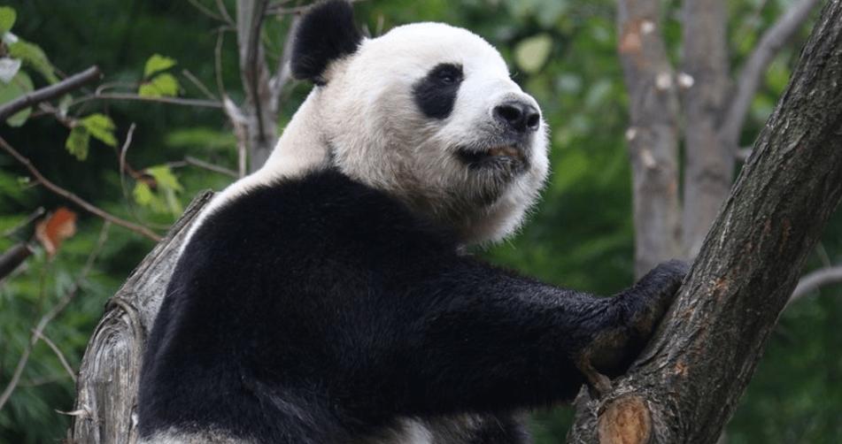 大熊猫世界的珍贵损失：回顾“公主”和“融融”的离世
