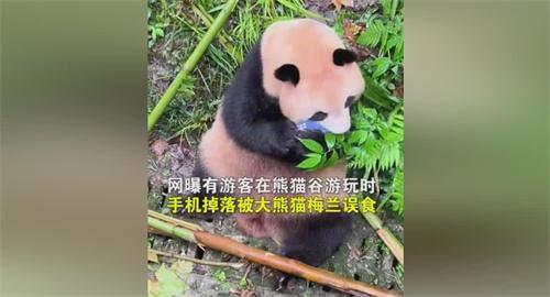 官方回应大熊猫“梅兰”啃咬游客掉落手机：正在检查