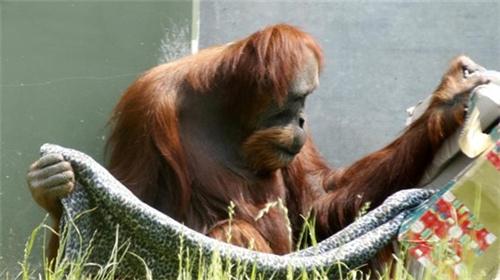 上海动物园45岁猩猩“森泰”离世 目前国内最年长猩猩