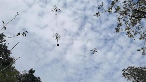 湖北十堰用无人机飞天种树 树苗腾空被运至施工现场