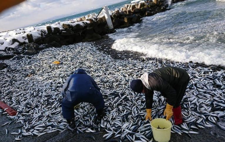日本熊本县渔港惊现大规模沙丁鱼集体死亡，究竟是什么原因？