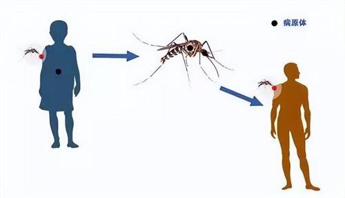 专家警告昆虫目前仍在活跃 未来蚊虫或许会全年无休