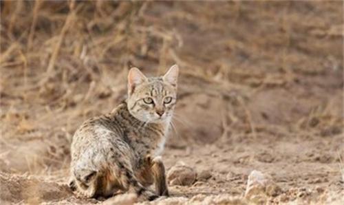四川达古冰川首次发现荒漠猫 国家一级保护动物