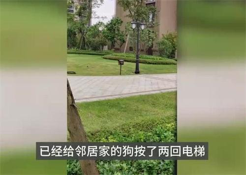 ​狗伤人小区已组巡逻队 遛狗者变少 业主自觉栓绳遛狗