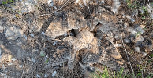 山东烟台一自然保护区现大量鸟类残骸 多部门介入调查