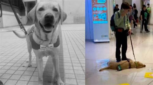 香港一导盲犬在商场内晕倒去世 死因暂时未公布