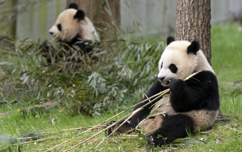 美国白宫欢迎大熊猫回归：友情与保护的使者