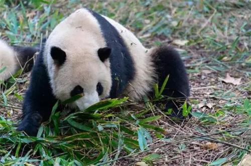 白宫称欢迎大熊猫再次回到美国 白宫希望大熊猫再去美国