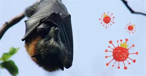 《科学》指出研究感染新冠蝙蝠或有助于评估未来大流行