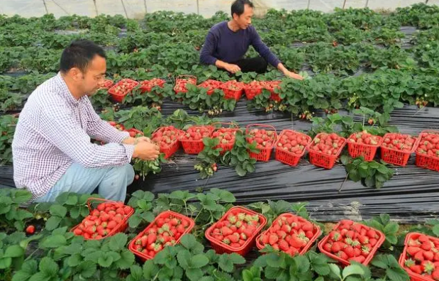 中国草莓市场2023冬季价格走势与影响因素分析