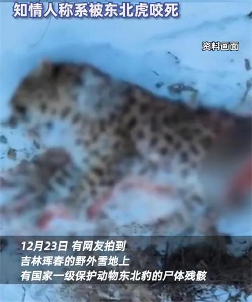 网友拍到被东北虎咬死的东北豹尸体 东北虎咬人国家赔偿吗