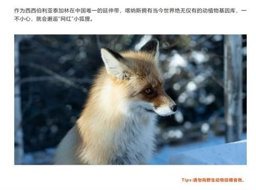 网红狐狸死在雪地里 网红狐狸是什么