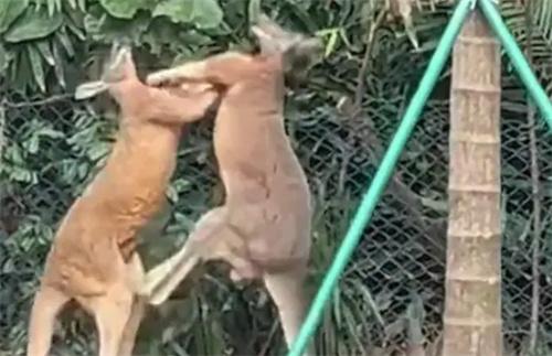 广州一动物园两只袋鼠对打到飞起 袋鼠在动物园里吃什么