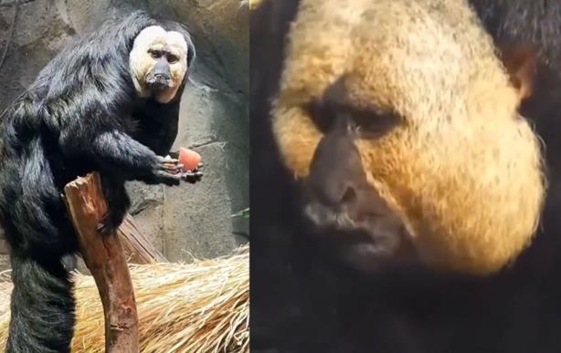 南京红山动物园掀起“屁股猴”狂潮，引发网友热议