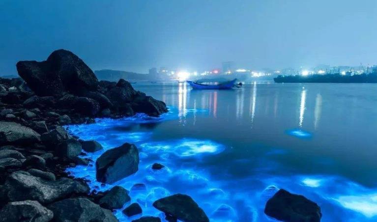 珠海蓝眼泪夜光奇观吸引游客 保护海洋生态成当务之急