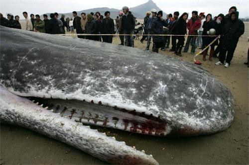 汕头发现一具鲸鱼尸体 鲸鱼是如何死亡的