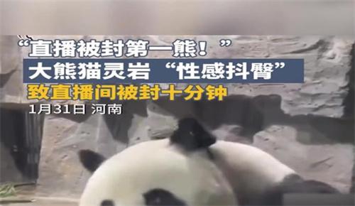 大熊猫性感抖臀致直播间被封十分钟 大熊猫直播间为何被封