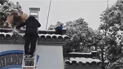 武汉暴雪两只孔雀被冻在墙顶 景区工作人员回应
