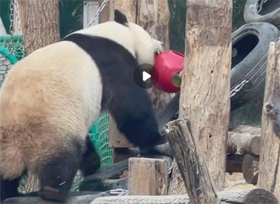 “仪式感美食”系列之大熊猫萌兰窝头新境界