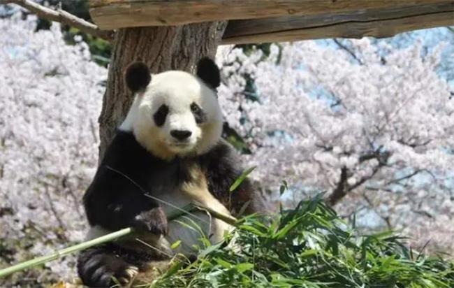 致敬“爽爽”：大熊猫合作保护史诗的终章