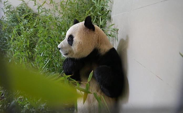 韩国大熊猫福宝抵成都，疑遭戳引发争议，官方回应解释全过程