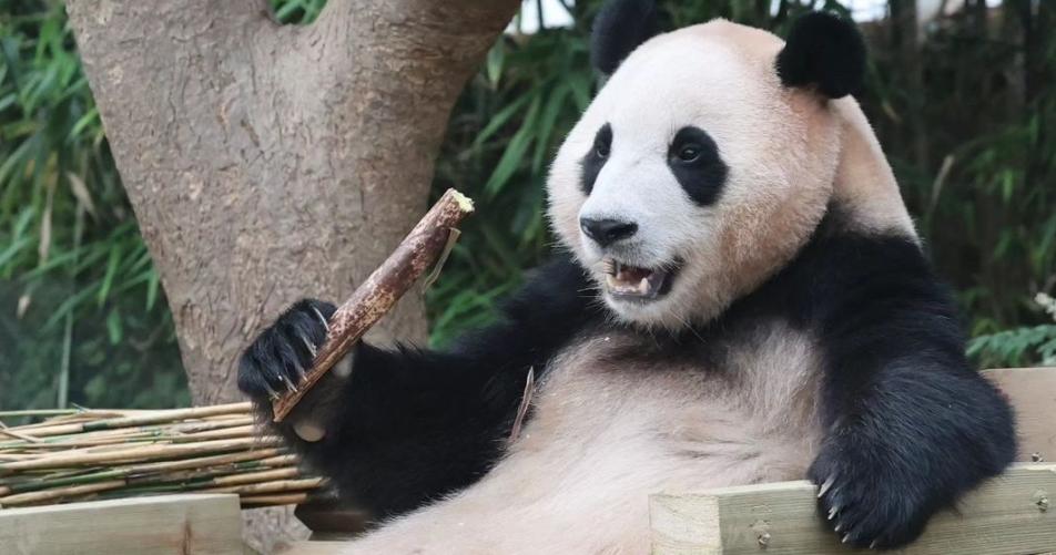 旅韩大熊猫“福宝”离别引发饲养员“宋宝”心酸情绪