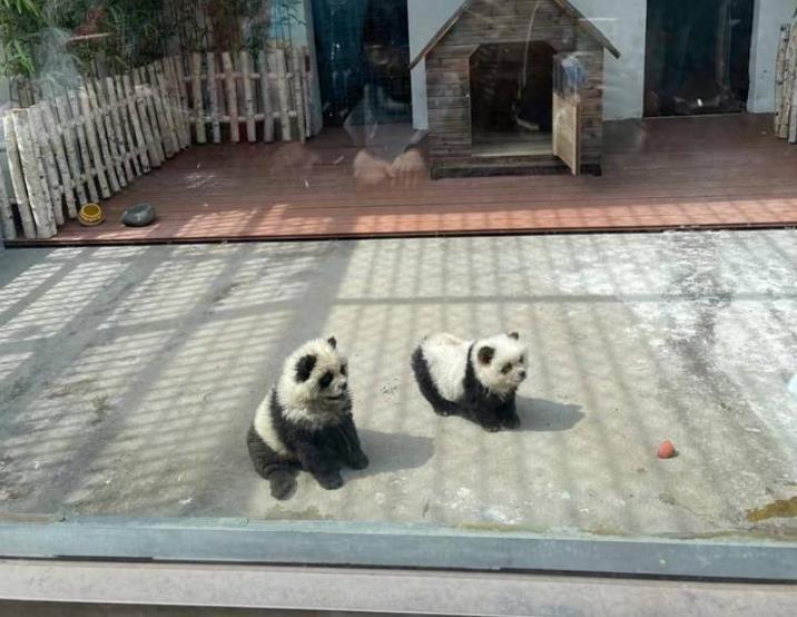 江苏泰州动物园“熊猫犬”引游客热议：染色争议引发关注