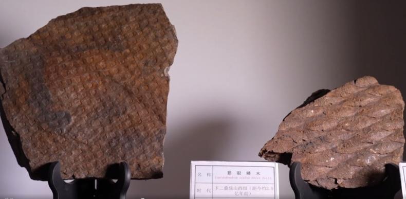 探秘3.1亿年前的木化石：木化石揭示的古生态奥秘