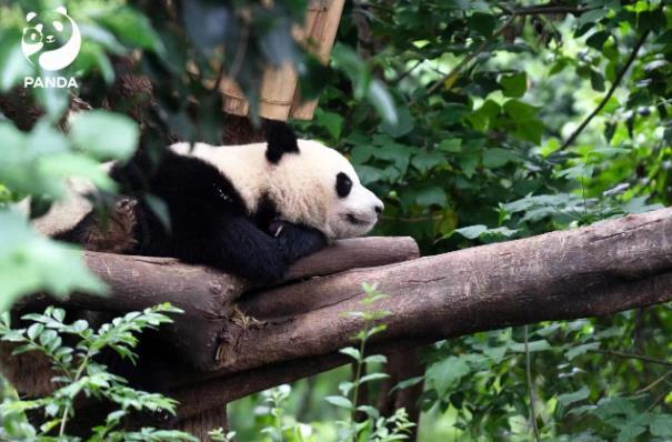  大熊猫电刺激采精技术：保障种群繁衍的重要手段